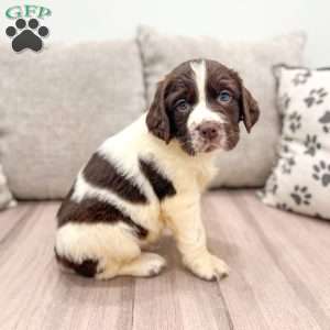 Ted, English Springer Spaniel Puppy