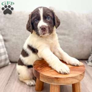 Ted, English Springer Spaniel Puppy