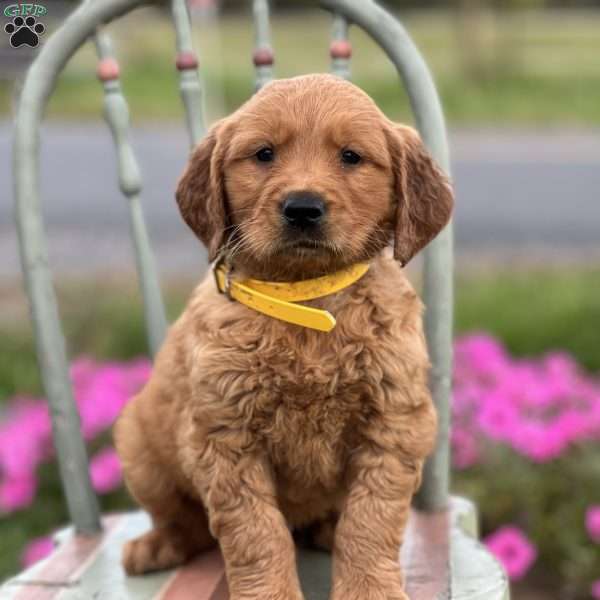 Sam, Golden Retriever Puppy