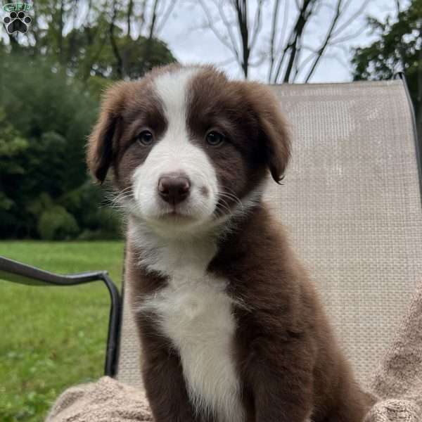 Dagger, Border Collie Puppy