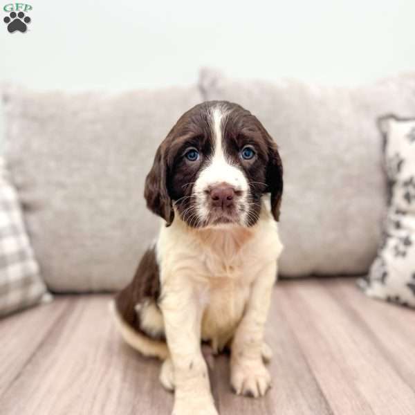 Tom, English Springer Spaniel Puppy