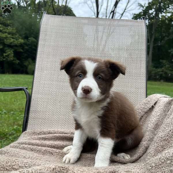 Delphi, Border Collie Puppy