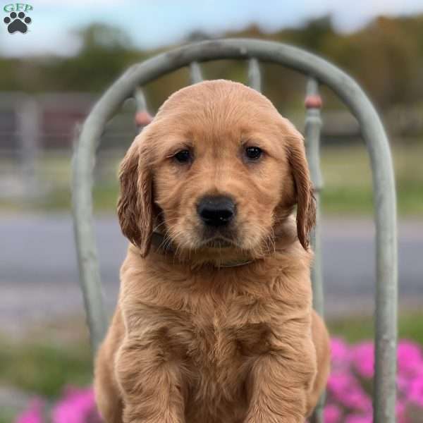 Simon, Golden Retriever Puppy