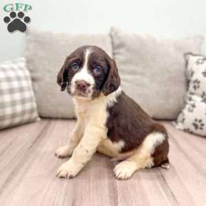 Tom, English Springer Spaniel Puppy