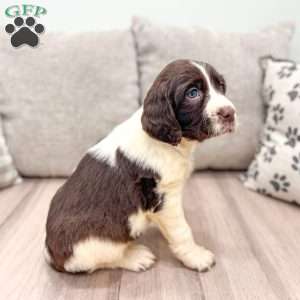 Tom, English Springer Spaniel Puppy