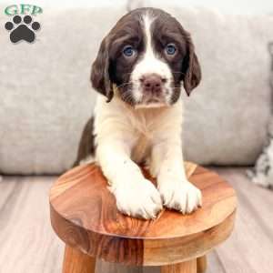 Tom, English Springer Spaniel Puppy