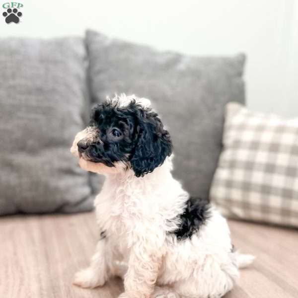 Tiny, Miniature Poodle Puppy