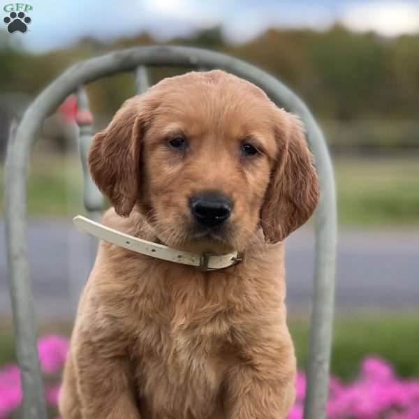 Seth, Golden Retriever Puppy