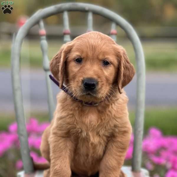 Shem, Golden Retriever Puppy