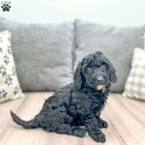 Tiana, Miniature Poodle Puppy