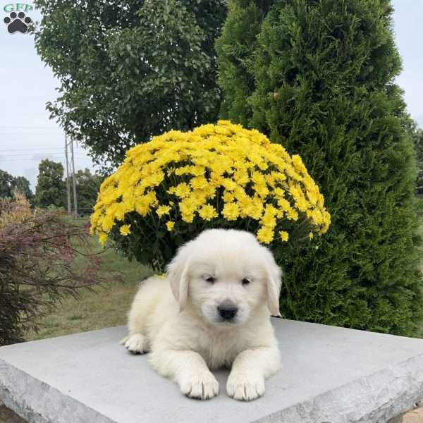 Cody, English Cream Golden Retriever Puppy