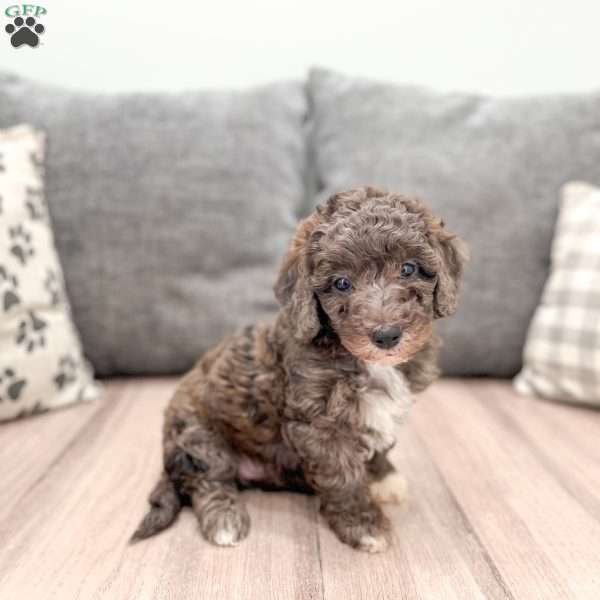 Macy, Miniature Poodle Puppy