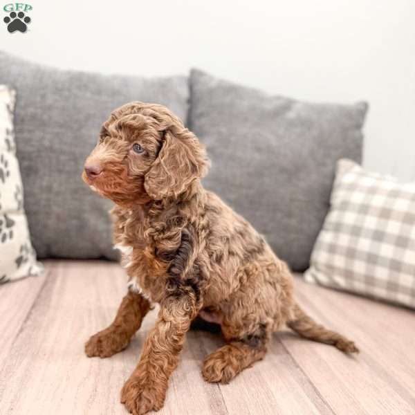 Tigger, Miniature Poodle Puppy