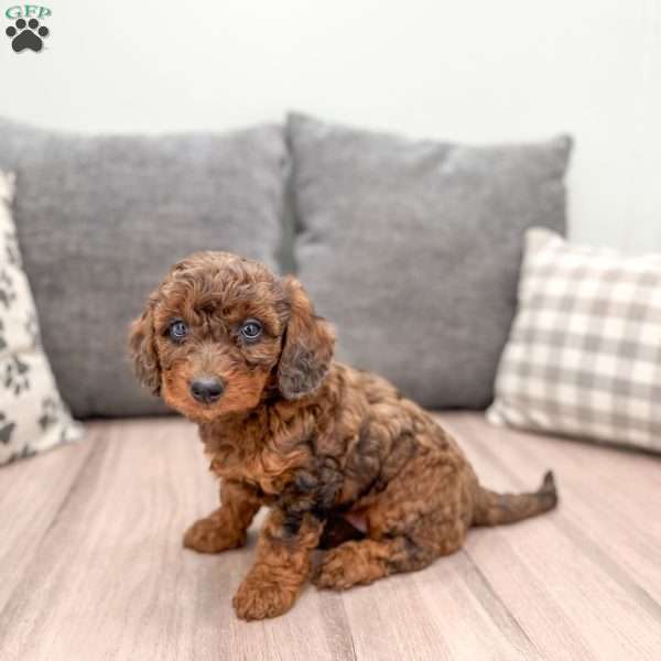 Autumn, Miniature Poodle Puppy