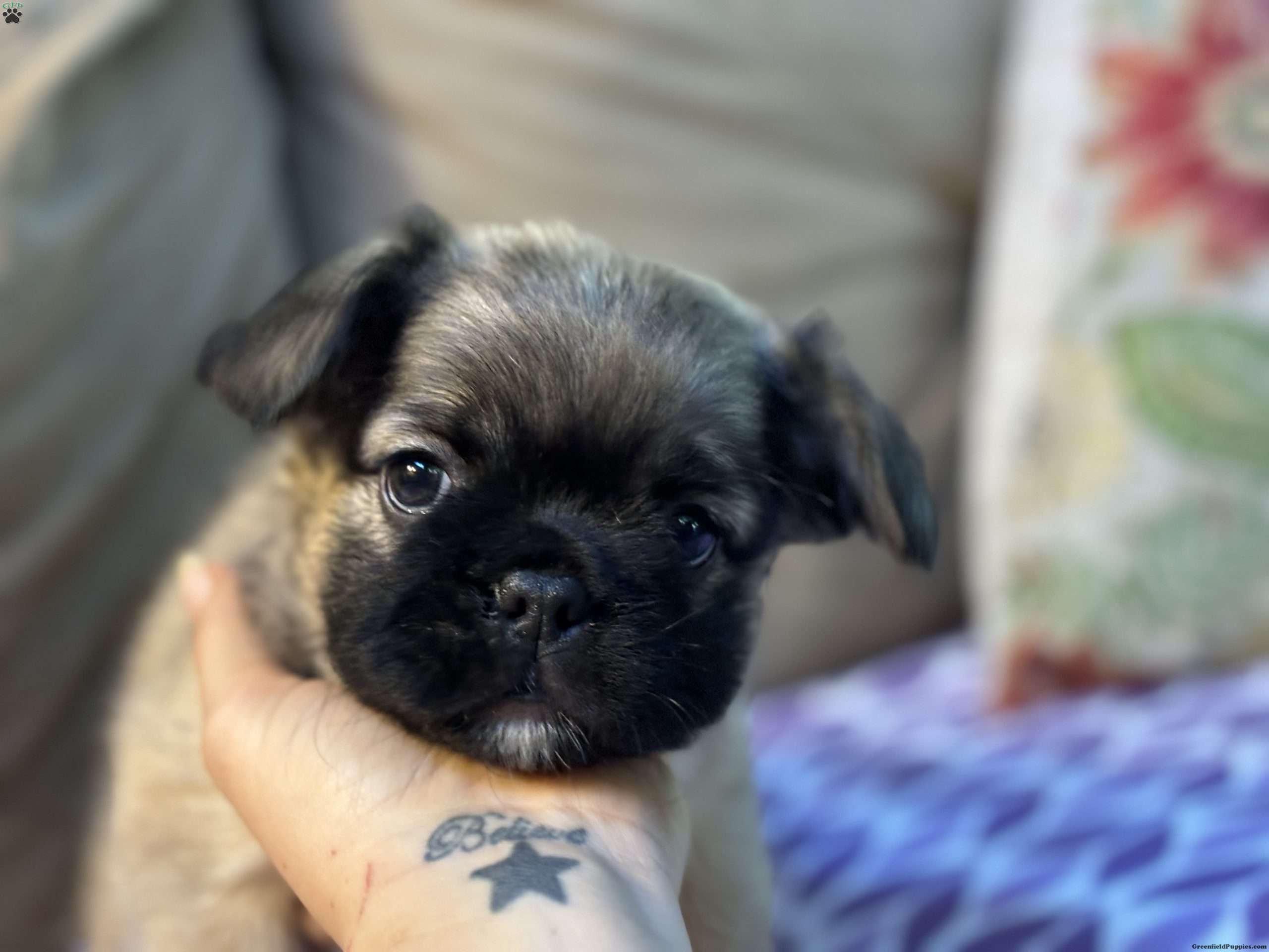 Sunshine French Bulldog Puppy For Sale in New Jersey