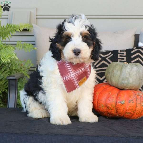 Alex, Mini Bernedoodle Puppy