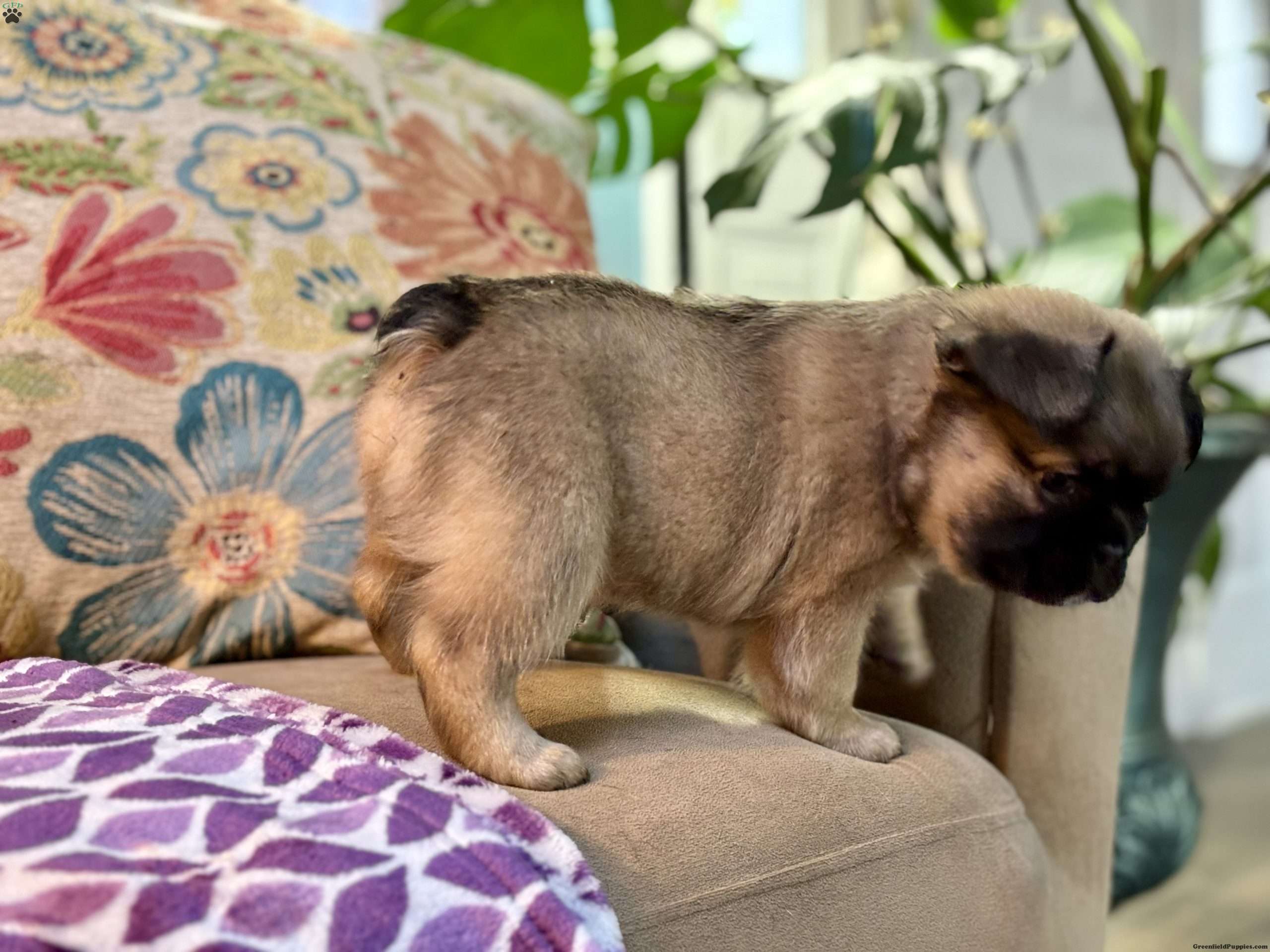 Sunshine French Bulldog Puppy For Sale in New Jersey