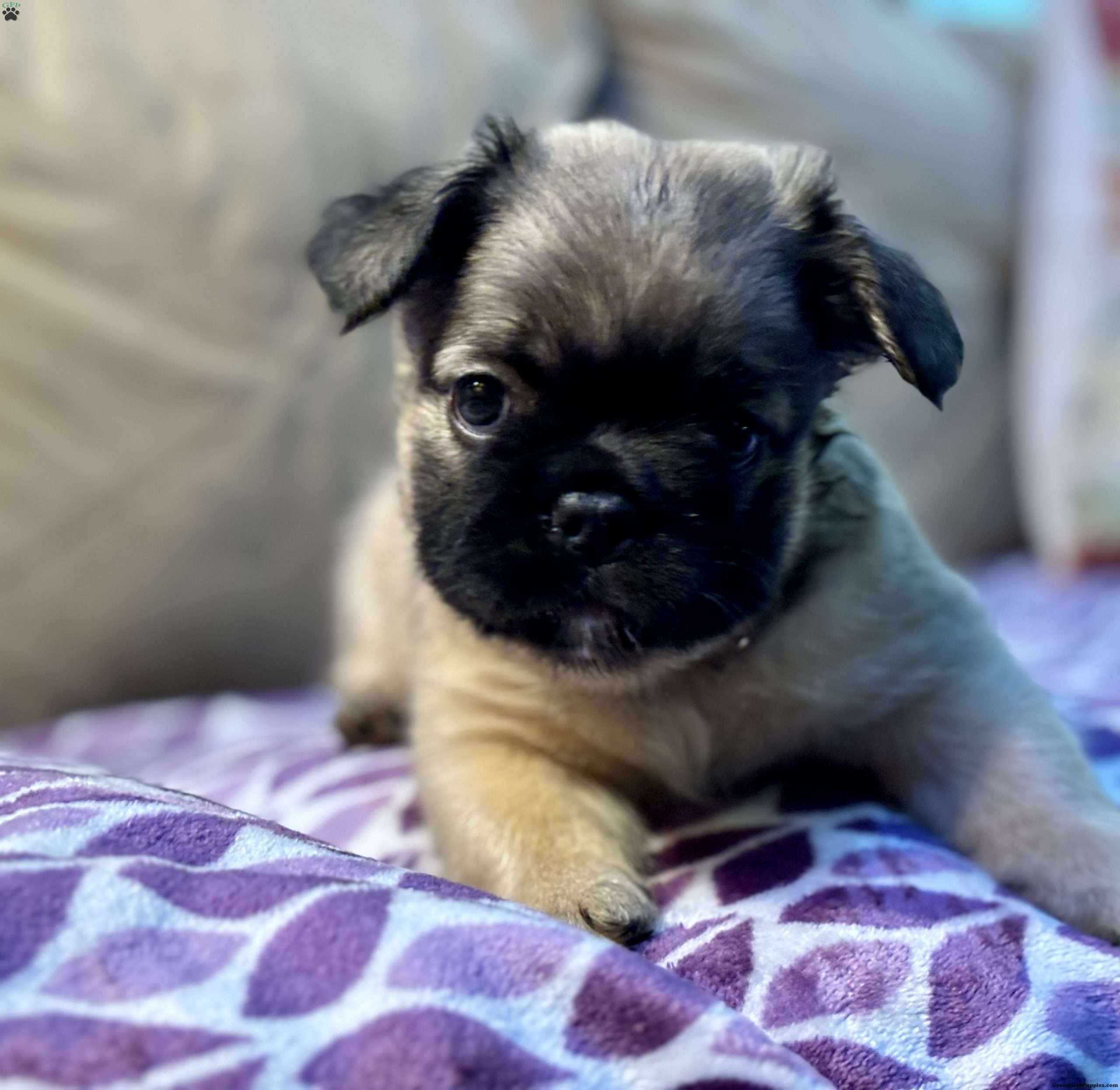 Sunshine French Bulldog Puppy For Sale in New Jersey