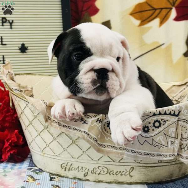 Willie, English Bulldog Puppy