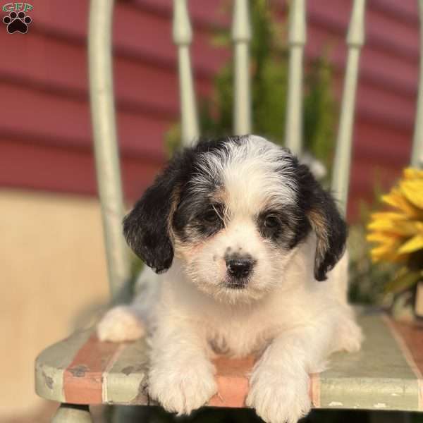 Angelo, Shorkie Puppy