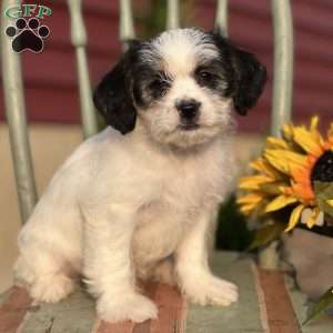 Angelo, Shorkie Puppy