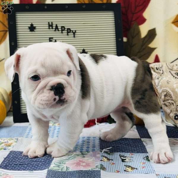 Truffles, English Bulldog Puppy