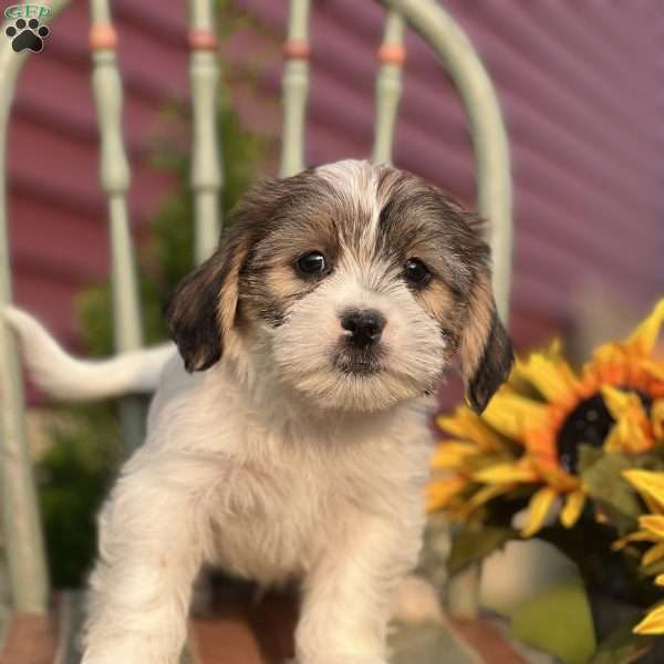 Andy, Shorkie Puppy