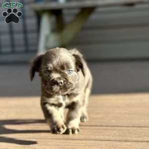 Sparkle, French Bulldog Puppy