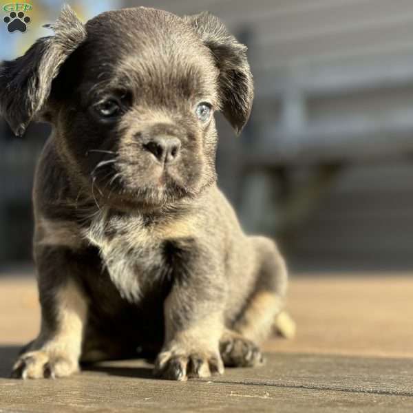 Sparkle, French Bulldog Puppy