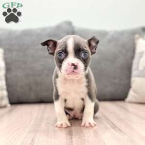 Roxy, Boston Terrier Puppy