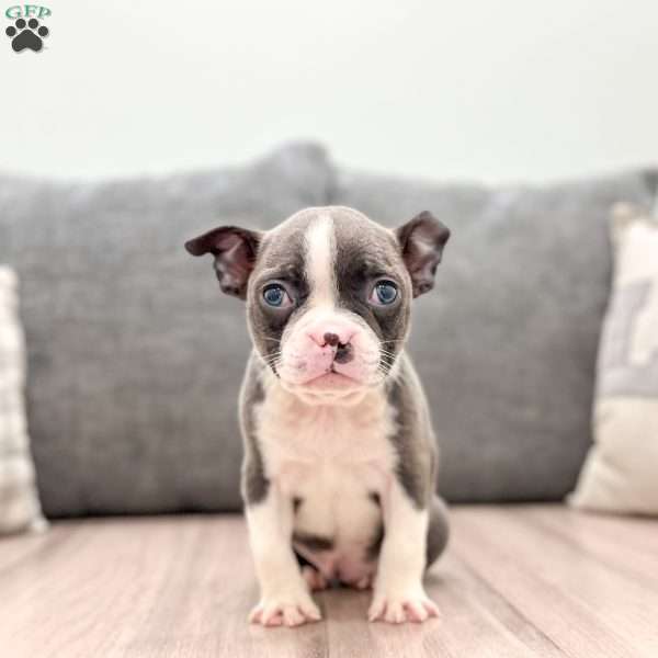 Roxy, Boston Terrier Puppy