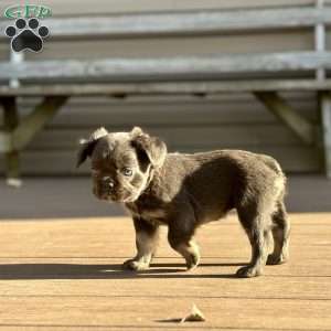 Sparkle, French Bulldog Puppy