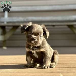 Sparkle, French Bulldog Puppy