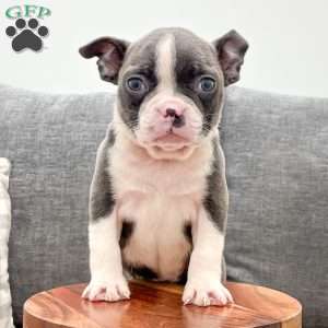 Roxy, Boston Terrier Puppy