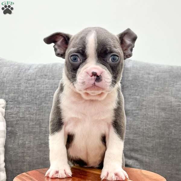 Roxy, Boston Terrier Puppy