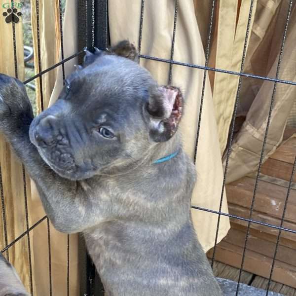 Blue, Cane Corso Puppy