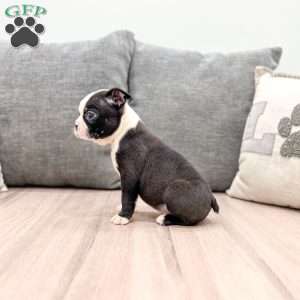 Nutella, Boston Terrier Puppy