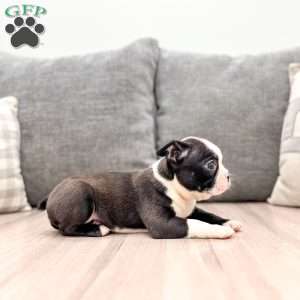 Nutella, Boston Terrier Puppy