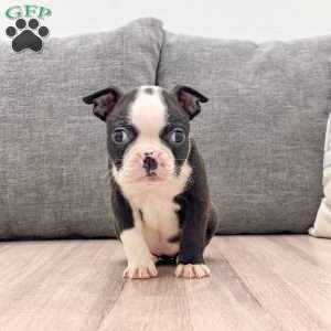 Nutella, Boston Terrier Puppy