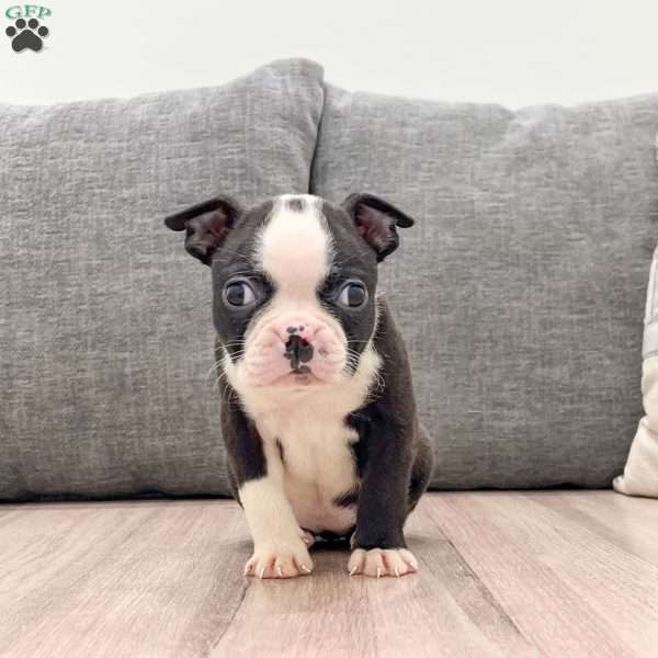 Nutella, Boston Terrier Puppy