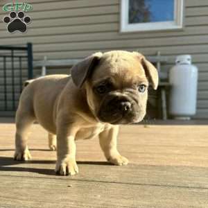 Milkshake, French Bulldog Puppy