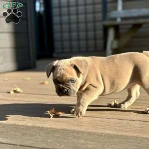 Milkshake, French Bulldog Puppy