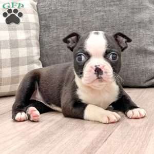 Nutella, Boston Terrier Puppy