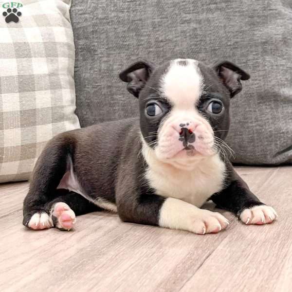 Nutella, Boston Terrier Puppy