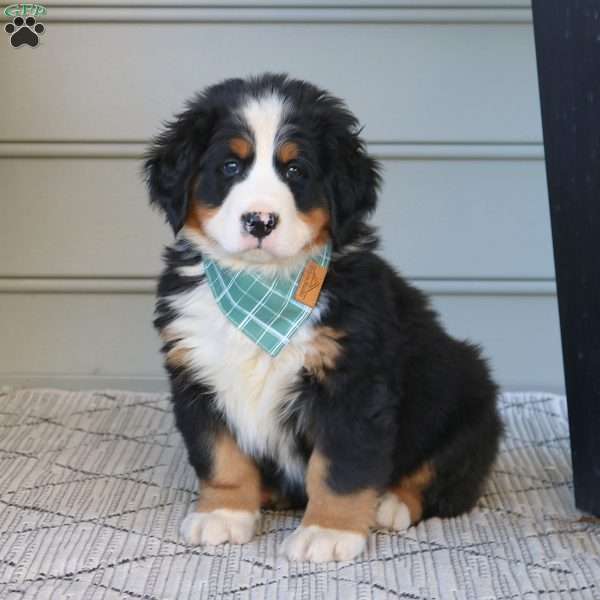 Denver, Bernese Mountain Dog Puppy