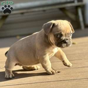 Milkshake, French Bulldog Puppy