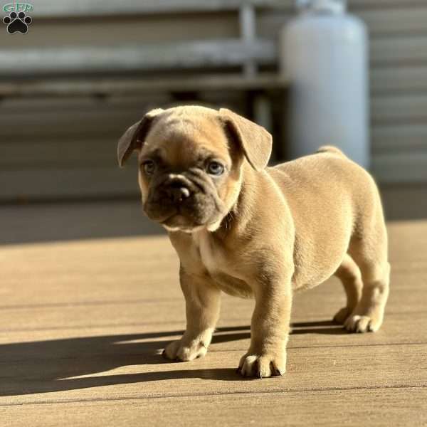 Milkshake, French Bulldog Puppy