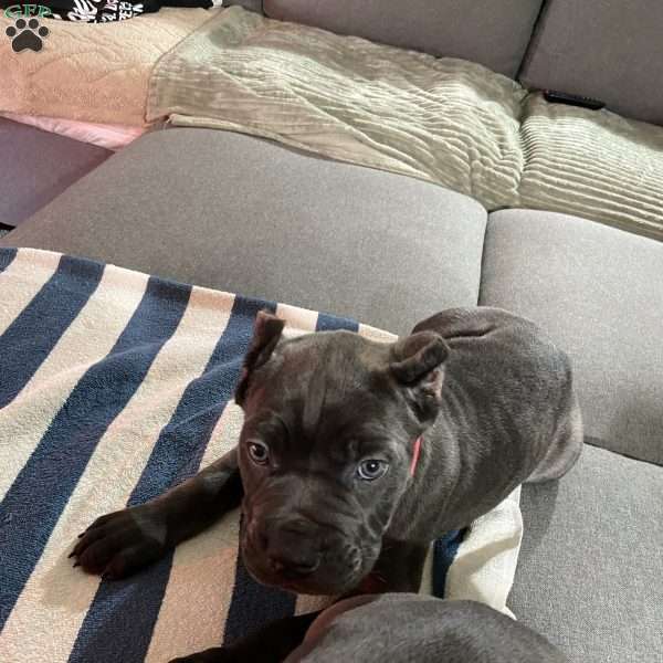 Pink, Cane Corso Puppy