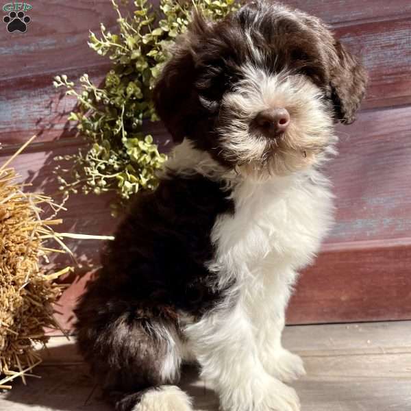 Hava, Portuguese Water Dog Puppy