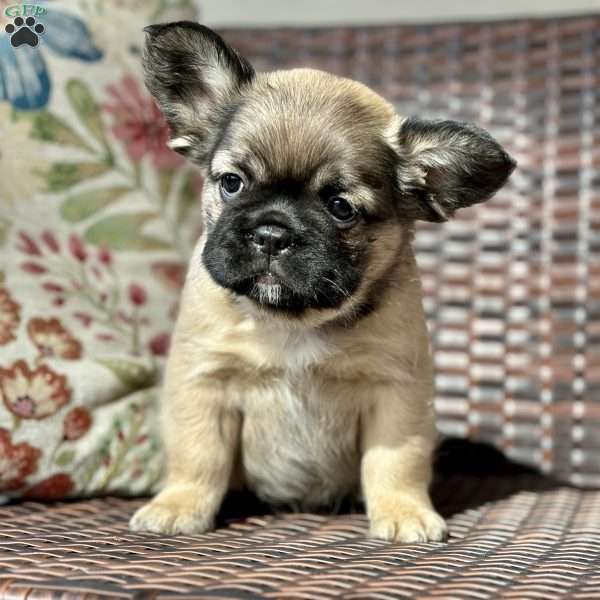 Sunshine, French Bulldog Puppy